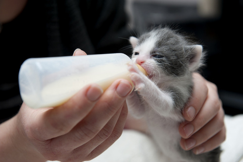 Chaton nourri au biberon (Sauvetage)